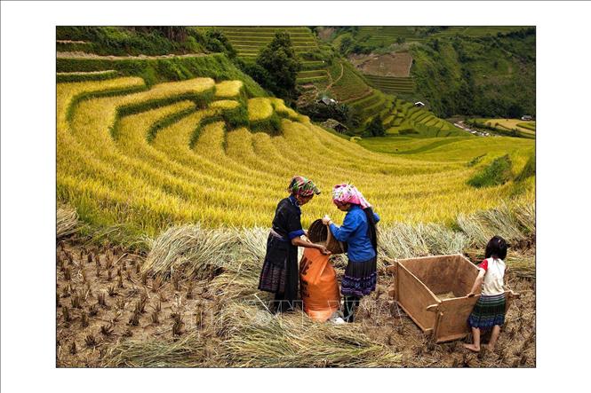 Trong ảnh: Ruộng bậc thang Mù Cang Chải vào mùa lúa chín. Ảnh: Đỗ Tuấn Anh - TTXVN 