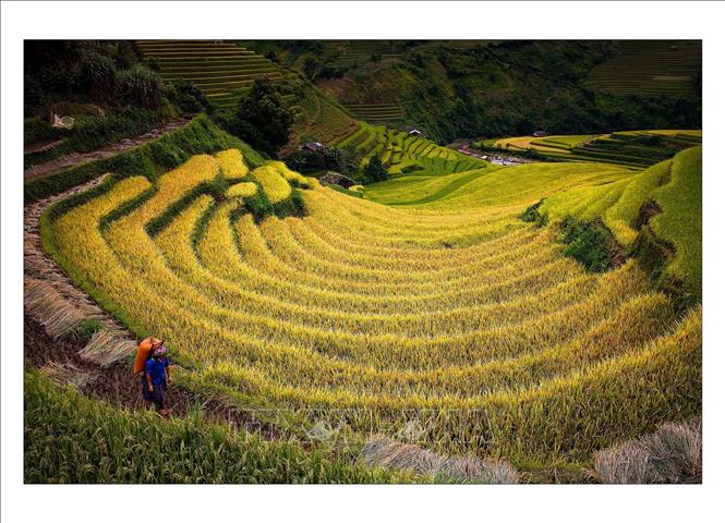Trong ảnh: Ruộng bậc thang Mù Cang Chải vào mùa lúa chín. Ảnh: Đỗ Tuấn Anh - TTXVN 