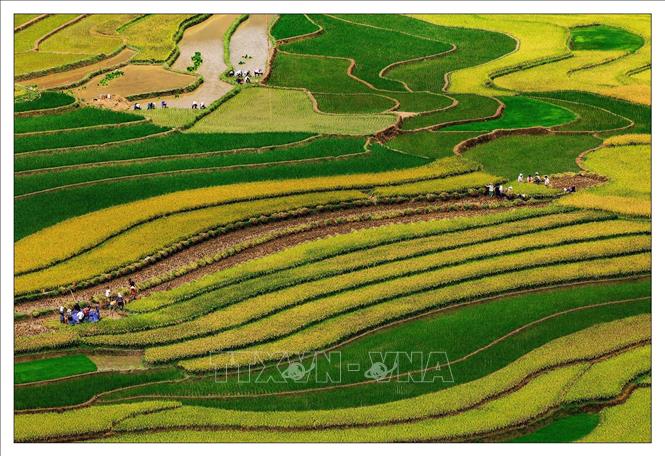 Trong ảnh: Ruộng bậc thang Mù Cang Chải vào mùa lúa chín. Ảnh: Đỗ Tuấn Anh - TTXVN 