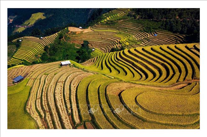 Trong ảnh: Ruộng bậc thang Mù Cang Chải vào mùa lúa chín. Ảnh: Đỗ Tuấn Anh - TTXVN 