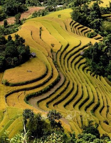 Trong ảnh: Ruộng bậc thang Hoàng Su Phì, tỉnh Hà Giang vào mùa thu hoạch lúa. Ảnh: Minh Tâm - TTXVN