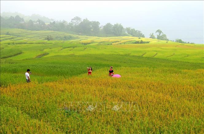 Trong ảnh: Vào tháng 10 hằng năm, hơn 80 ha lúa ruộng bậc thang ở các thôn Khau Tràng, Nà Kiếm, Bản Muông, Hồng Ba, Nà Mụ, Pác Khoang, Khuổi Phầy của huyện Na Hang (tỉnh Tuyên Quang) chín muộn, tạo thành từng dải sóng lúa óng vàng uốn lượn bên sườn núi làm mê hoặc du khách. Nơi đây còn được ví như “Sa Pa của Tuyên Quang” bởi cảnh sắc và khí hậu đặc biệt. Ảnh: Văn Tý - TTXVN
