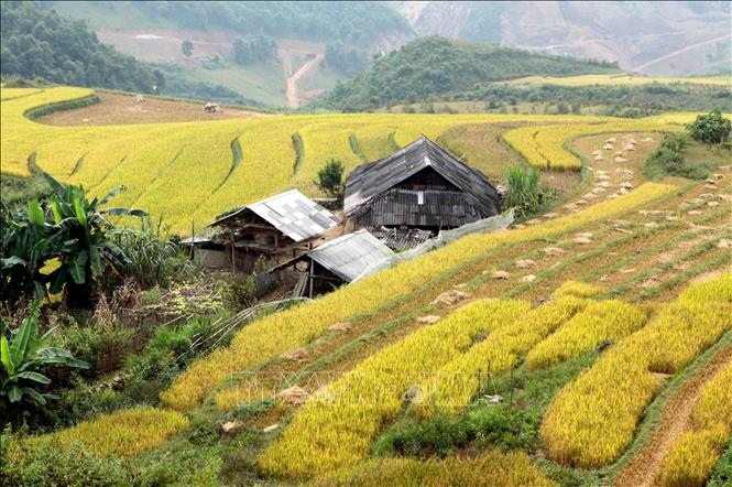Trong ảnh: Đến mùa lúa chín, cả cánh đồng ruộng bậc thang xã Tà Mung, huyện Than Uyên, tỉnh Lai Châu nhuộm màu vàng rực rỡ. Ảnh: Quý Trung – TTXVN