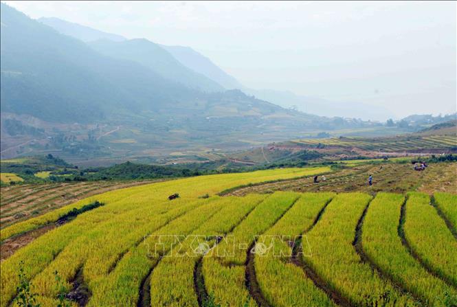 Trong ảnh: Đến mùa lúa chín, cả cánh đồng ruộng bậc thang xã Tà Mung, huyện Than Uyên, tỉnh Lai Châu nhuộm màu vàng rực rỡ. Ảnh: Quý Trung – TTXVN