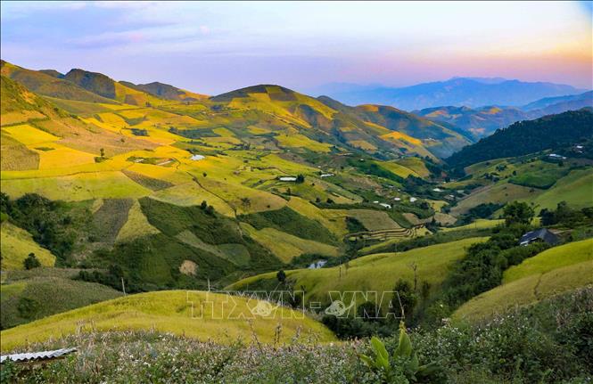 Trong ảnh: Lúa chín vàng trên những thửa ruộng bậc thang của huyện vùng cao Điện Biên Đông, tỉnh Điện Biên. Ảnh: Xuân Tư – TTXVN