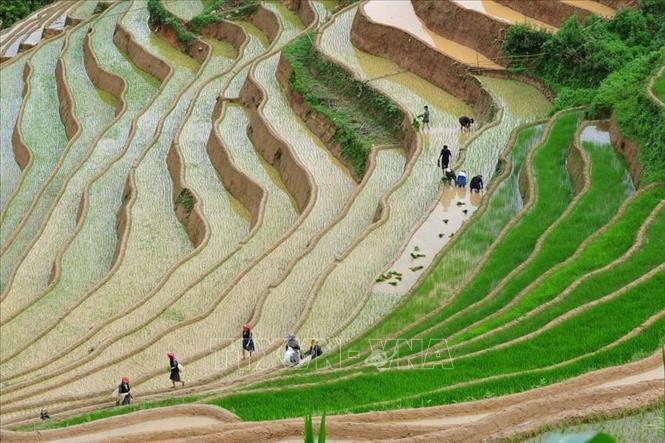 Trong ảnh: Vẻ đẹp thơ mộng trên các thửa ruộng bậc thang huyện Mù Cang Chải, tỉnh Yên Bái trong mùa nước đổ. Ảnh: Thanh Hà - TTXVN