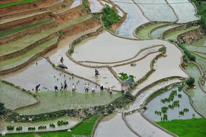 Trong ảnh: Vẻ đẹp thơ mộng trên các thửa ruộng bậc thang huyện Mù Cang Chải, tỉnh Yên Bái trong mùa nước đổ. Ảnh: Thanh Hà - TTXVN