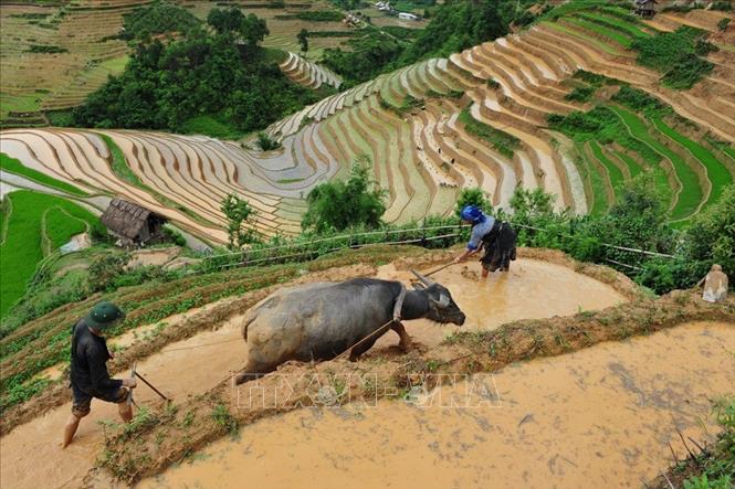 Trong ảnh: Vẻ đẹp thơ mộng trên các thửa ruộng bậc thang huyện Mù Cang Chải, tỉnh Yên Bái trong mùa nước đổ. Ảnh: Thanh Hà - TTXVN