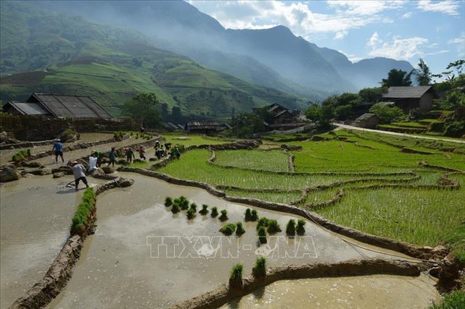 Trong ảnh: Ruộng bậc thang của bà con dân tộc Giáy xã Lao Chải, huyện Sa Pa, tỉnh Lào Cai vào mùa cấy. Ảnh: Thanh Hà - TTXVN