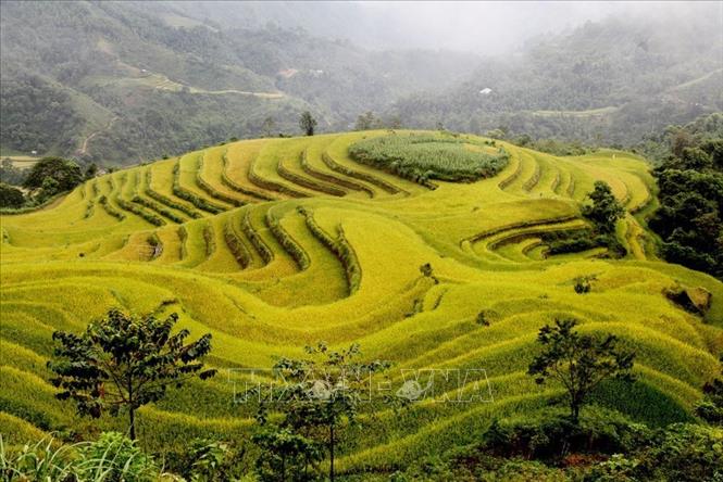 Trong ảnh: Ruộng bậc thang Hoàng Su Phì, tỉnh Hà Giang vào mùa thu hoạch lúa. Ảnh: Minh Tâm - TTXVN