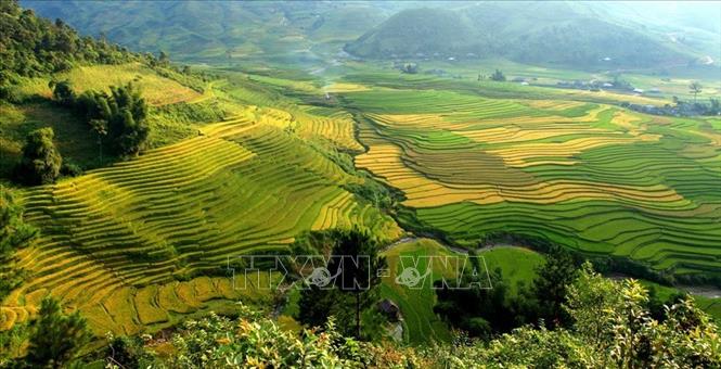 Trong ảnh: Ruộng bậc thang ở huyện Văn Chấn, tỉnh Yên Bái vào mùa lúa chín. Ảnh: Ngọc Hà - TTXVN
