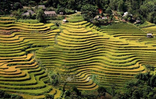 Trong ảnh: Ruộng bậc thang Hoàng Su Phì, tỉnh Hà Giang vào mùa thu hoạch lúa. Ảnh: Minh Tâm - TTXVN