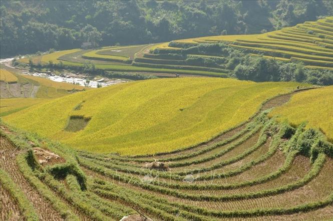Trong ảnh: Mùa lúa chín trên những thửa ruộng bậc thang huyện Mù Cang Chải, tỉnh Yên Bái.  Ảnh: Thanh Hà - TTXVN