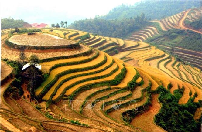 Trong ảnh: Ruộng bậc thang ở xã La Pán Tẩn, huyện Mù Cang Chải, tỉnh Yên Bái trong mùa lúa chín. Ảnh: Thanh Hà - TTXVN.