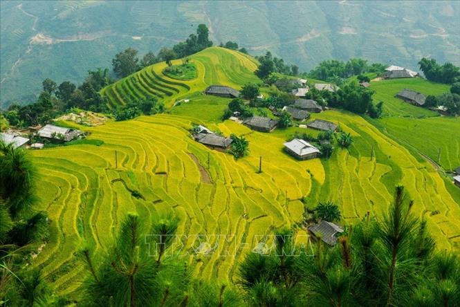 Trong ảnh: Bản Phùng với những thửa ruộng bậc thang lúa chín vàng từ lâu đã trở thành vẻ đẹp mang tính biểu tượng của huyện Hoàng Su Phì, tỉnh Hà Giang. Ảnh: Trọng Đạt – TTXVN