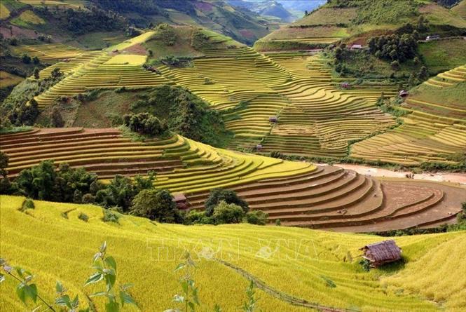 Trong ảnh: Những thửa ruộng bậc thang trong mùa lúa chín vàng ở Mù Cang Chải (Yên Bái). Ảnh: Đinh Quang Thành - TTXVN phát