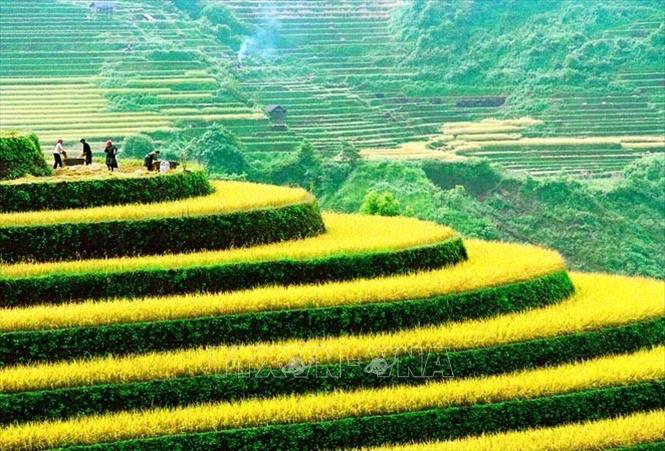 Trong ảnh: Ngày mùa trên những thửa ruộng bậc thang ở Hà Giang. Ảnh: Trần Sơn - TTXVN phát