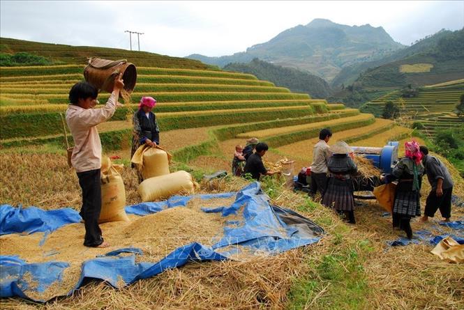 Trong ảnh: Ngày mùa vùng cao Tây Bắc. Ảnh: Thanh Hà - TTXVN  