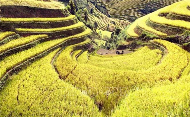 Trong ảnh: Thửa ruộng bậc thang hình trái tim ở xã La Pán Tẩn, huyện Mù Cang Chải, tỉnh Yên Bái. Ảnh: Minh Đạo - TTXVN phát