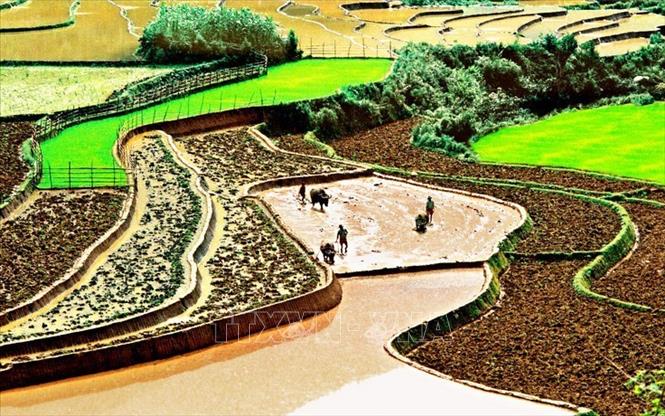 Trong ảnh: Vẻ đẹp nên thơ trên thửa ruộng bậc thang mùa nước đổ ở xã Tả Phìn, huyện Sa Pa, tỉnh Lào Cai. Ảnh: Văn Phúc - TTXVN phát