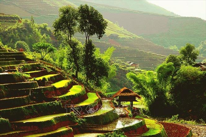 Trong ảnh: Mùa xuân muộn. Ảnh: Đinh Quang Thành - TTXVN phát