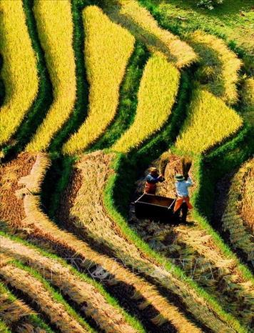 Trong ảnh: Mùa vàng. Ảnh: Văn Phúc - TTXVN phát