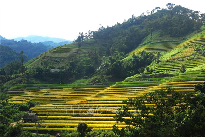 Trong ảnh: Ruộng bậc thang Hoàng Su Phì (Hà Giang). Ảnh: Minh Tâm-TTXVN