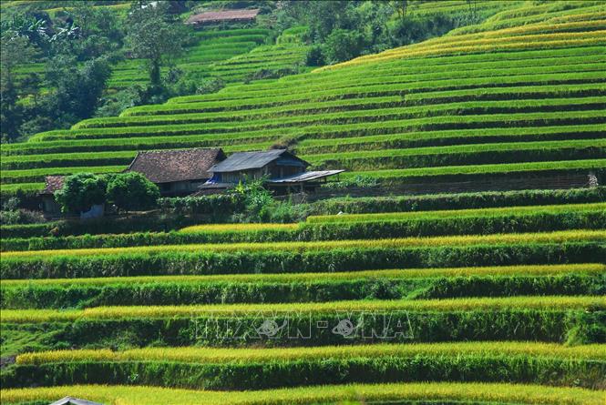 Trong ảnh: Ruộng bậc thang Hoàng Su Phì (Hà Giang). Ảnh: Minh Tâm-TTXVN