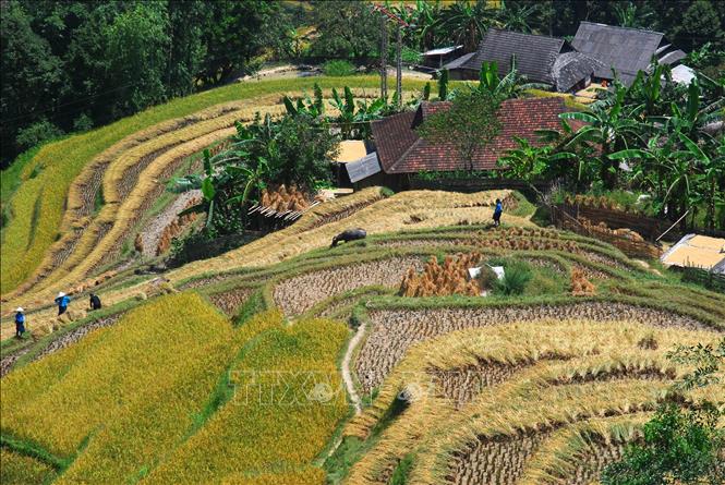 Trong ảnh: Ruộng bậc thang Hoàng Su Phì (Hà Giang). Ảnh: Minh Tâm-TTXVN
