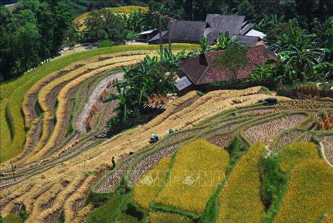 Trong ảnh: Ruộng bậc thang Hoàng Su Phì (Hà Giang). Ảnh: Minh Tâm-TTXVN