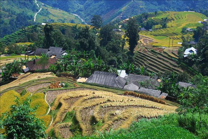 Trong ảnh: Ruộng bậc thang Hoàng Su Phì (Hà Giang). Ảnh: Minh Tâm-TTXVN