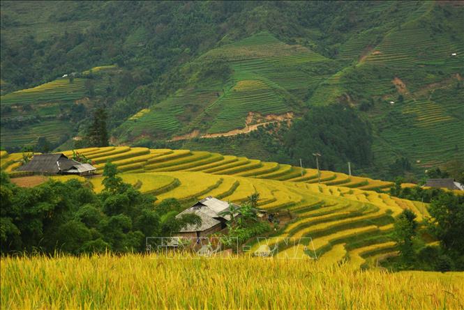 Trong ảnh: Ruộng bậc thang Hoàng Su Phì (Hà Giang). Ảnh: Minh Tâm-TTXVN