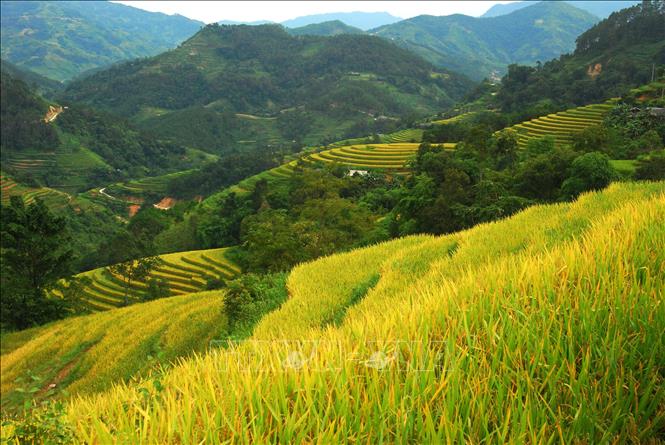 Trong ảnh: Ruộng bậc thang Hoàng Su Phì (Hà Giang). Ảnh: Minh Tâm-TTXVN