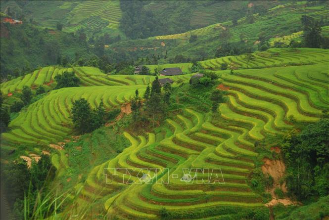 Trong ảnh: Ruộng bậc thang Hoàng Su Phì (Hà Giang). Ảnh: Minh Tâm-TTXVN