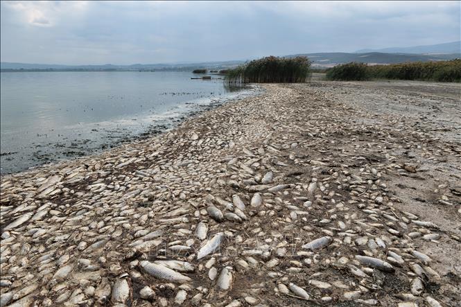 Trong ảnh: Hàng nghìn con cá chết nổi trên hồ Koroneia, miền Bắc Hy Lạp ngày 19/9/2019. Ảnh: AFP/TTXVN