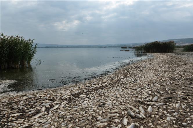 Trong ảnh: Hàng nghìn con cá chết nổi trên hồ Koroneia, miền Bắc Hy Lạp ngày 19/9/2019. Ảnh: AFP/TTXVN
