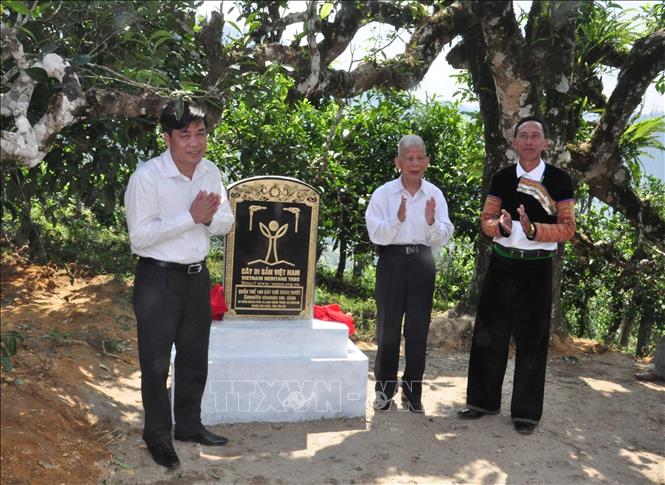 Trong ảnh: Lãnh đạo Hội Bảo vệ Thiên nhiên và Môi trường Việt Nam cùng lãnh đạo huyện Văn Chấn (Yên Bái) mở văn Bia công nhận quần thể Cây Di sản Việt Nam chè Shan tuyết. Ảnh: TTXVN phát