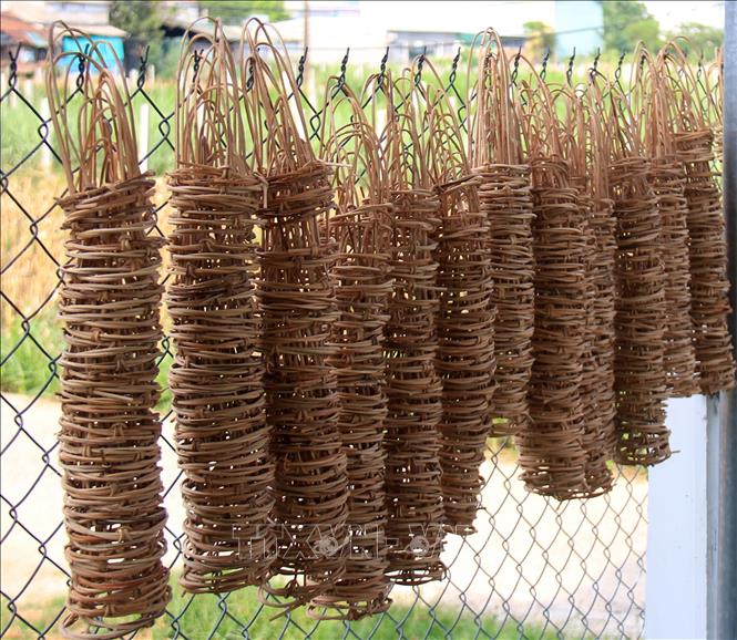 Hội nghị đầu bờ mô hình canh tác lúa thân thiện với môi trường