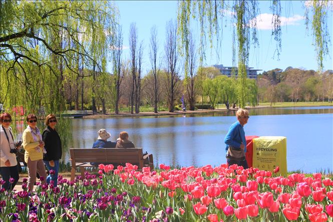 Trong ảnh: Góc lễ hội hoa Floriade ven hồ Burley Griffins trong công viên Commonwealth. Ảnh: Nguyễn Minh - Pv TTXVN tại Australia