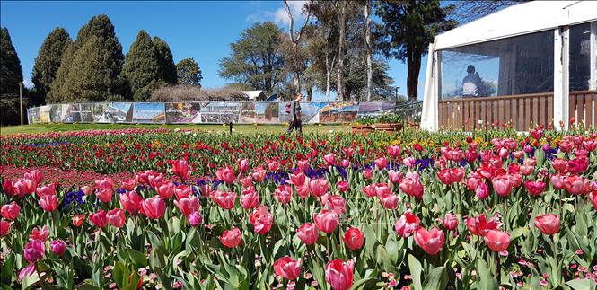 Trong ảnh: Sắc màu hoa tulip nổi bật tại lễ hội. Ảnh: Nguyễn Minh - Pv TTXVN tại Australia 