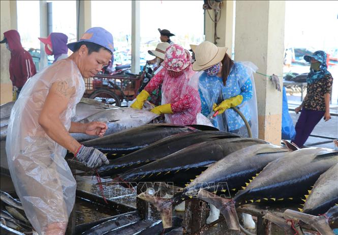 Trong ảnh: Sơ chế cá ngừ đại dương tại cảng cá Đông Tác, thành phố Tuy Hòa. Ảnh: Phạm Cường-TTXVN