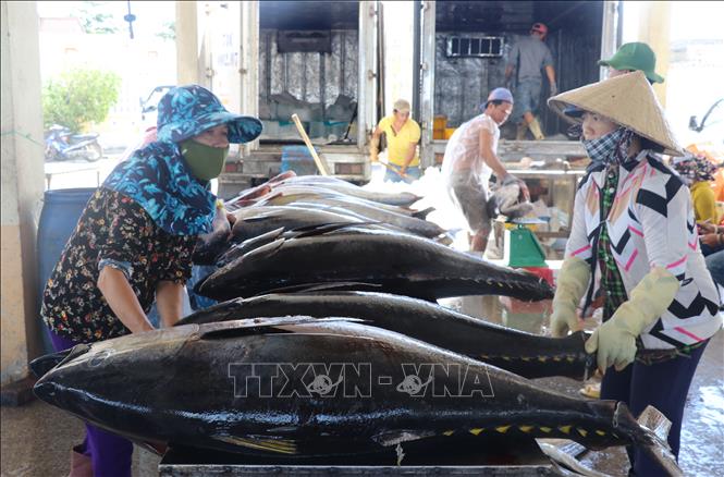 Trong ảnh: Sơ chế cá ngừ đại dương tại cảng cá Đông Tác, thành phố Tuy Hòa. Ảnh: Phạm Cường-TTXVN