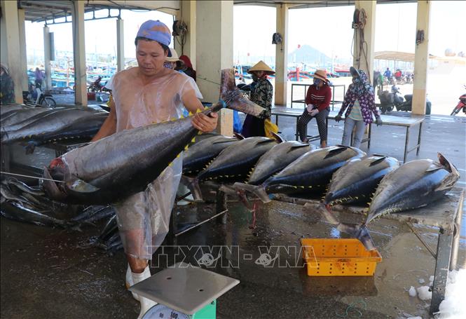 Trong ảnh: Cá ngừ đại dương thường có trọng lượng từ 30 đến 50kg. Ảnh: Phạm Cường-TTXVN