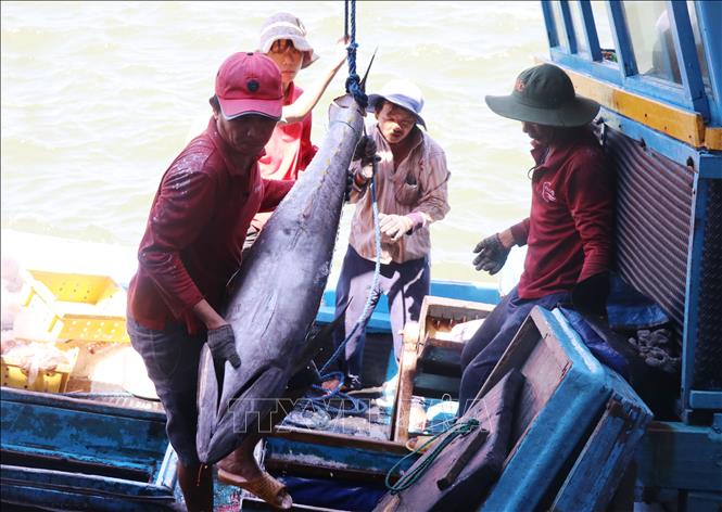 Trong ảnh: Đưa cá ngừ đại dương đánh bắt được lên bờ tiêu thụ. Ảnh: Phạm Cường-TTXVN