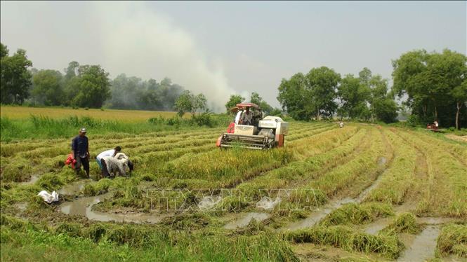 Trong ảnh: Nông dân xã Đôn Xuân, huyện Duyên Hải thu hoạch lúa Hè Thu 2019. Ảnh: Thanh Hòa- TTXVN