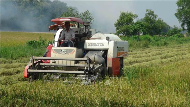 Trong ảnh: Nông dân xã Đôn Xuân, huyện Duyên Hải thu hoạch lúa Hè Thu 2019. Ảnh: Thanh Hòa- TTXVN