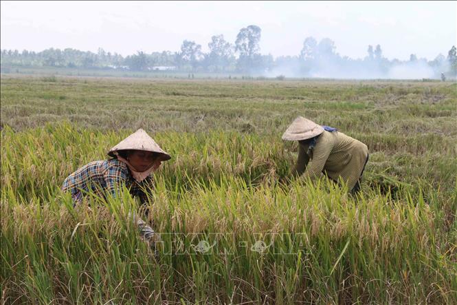 Trong ảnh: Nông dân huyện Cầu Kè gặt lúa bằng tay. Ảnh: Thanh Hòa-TTXVN