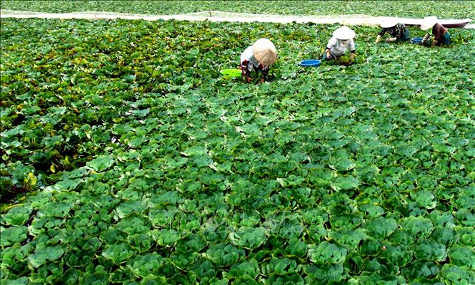Trong ảnh: Người dân thôn Hoàng Xá, xã Quỳnh Châu thu hoạch củ ấu. Ảnh: Thế Duyệt - TTXVN