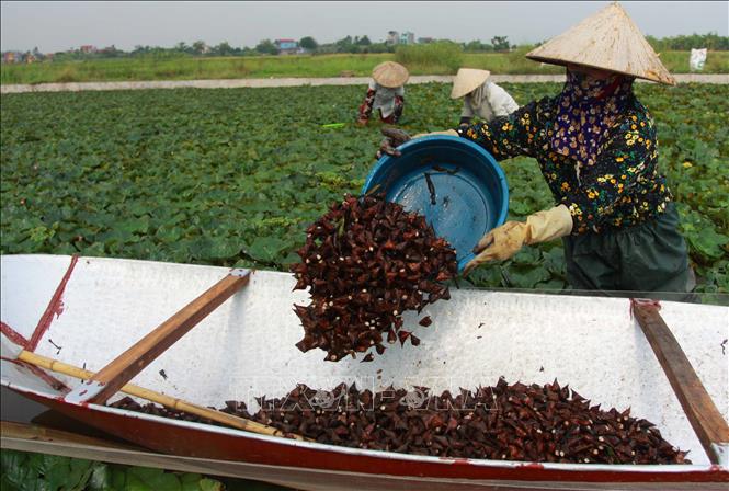 Trong ảnh: Người dân thôn Hoàng Xá, xã Quỳnh Châu thu hoạch củ ấu. Ảnh: Thế Duyệt - TTXVN 