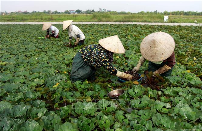 Trong ảnh: Người dân thôn Hoàng Xá, xã Quỳnh Châu thu hoạch củ ấu. Ảnh: Thế Duyệt - TTXVN 